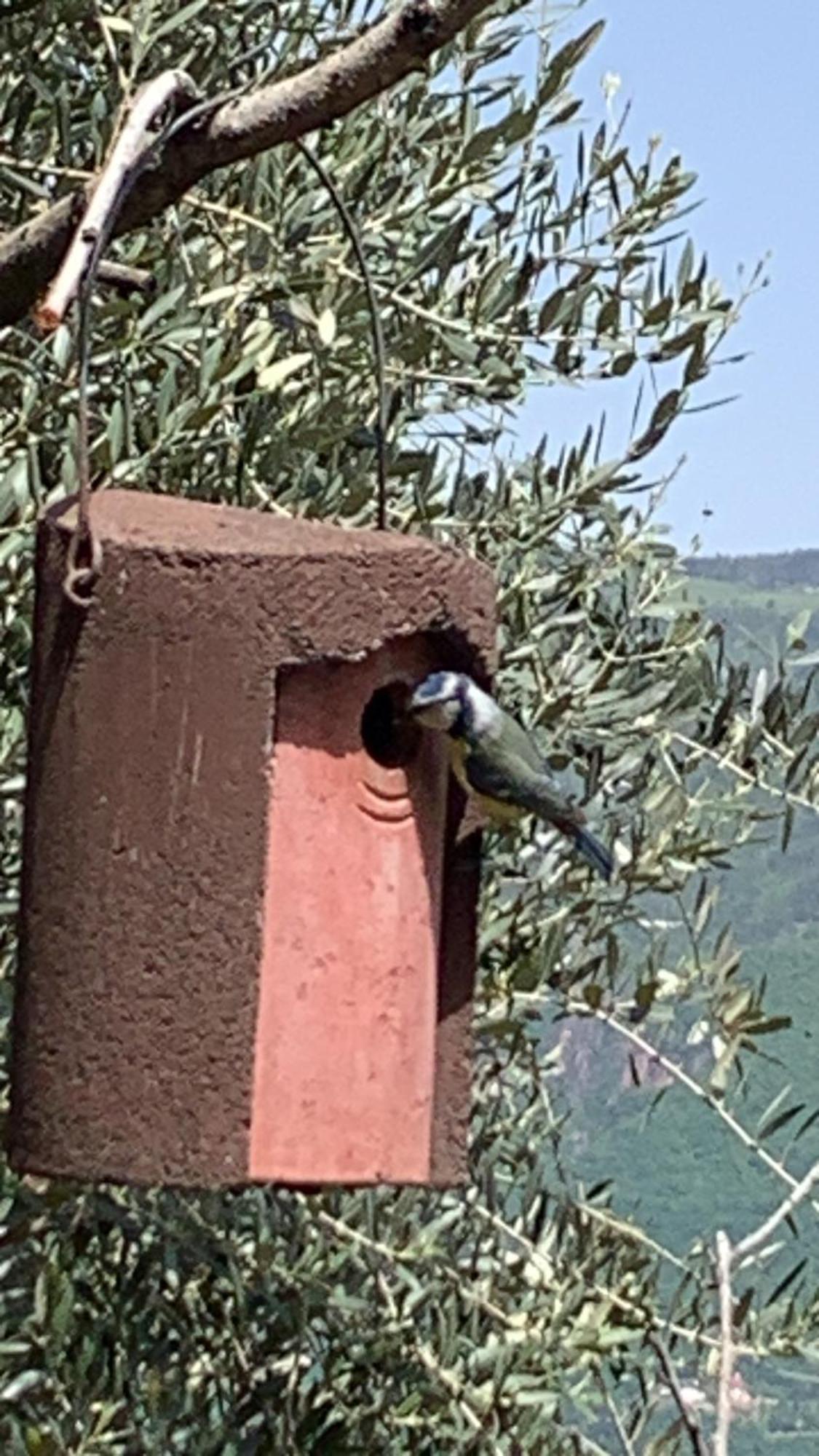 Gfillhof Ferienwohnung 3 Appiano Sulla Strada Del Vino Esterno foto