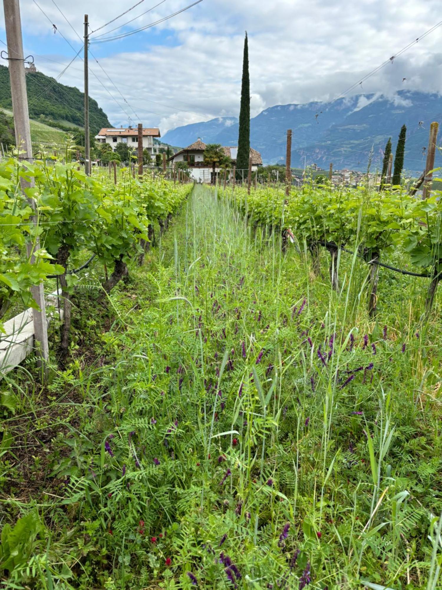 Gfillhof Ferienwohnung 3 Appiano Sulla Strada Del Vino Esterno foto
